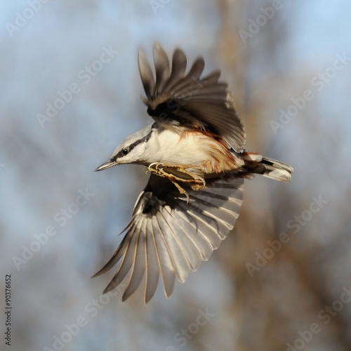 Wallpaper Mural Wings and claws of flying Nuthatch Torontodigital.ca