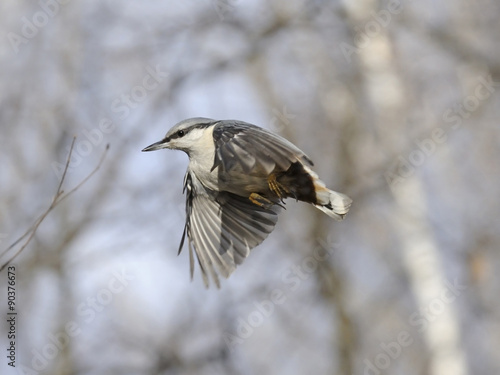 Flying Nuthatch in the leafless autumn transparent forest © Victor Tyakht