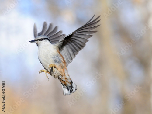 Flying Nuthatch with erect wings