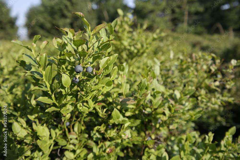 A plenty of blueberries on a blueberry bushes. A plenty of blueberries on a blueberry bushes.