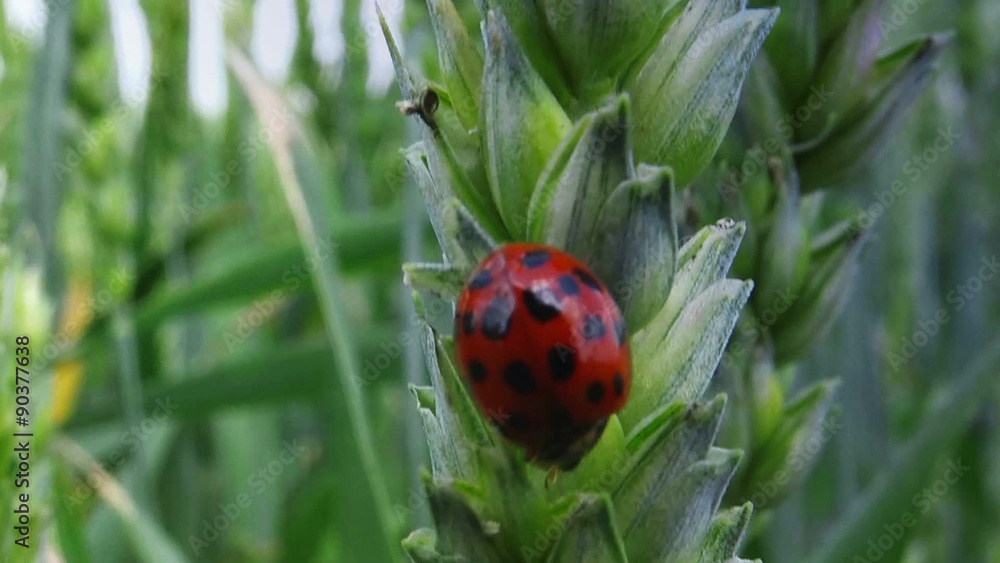 Ladybird beetle on wheat ear in field, lady bug walking on crops, macro full hd footage. Ladybird beetle on wheat ear in field, lady bug walking on crops, macro full hd footage.
