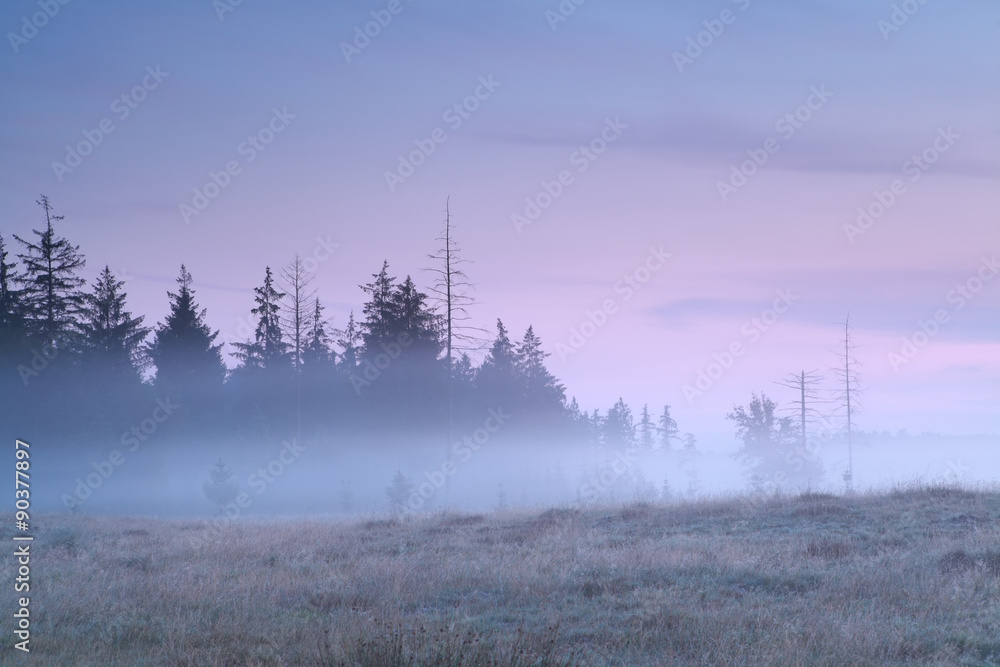 Obraz premium coniferous forest in morning fog