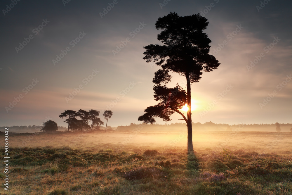 beautiful sunrise behind pine tree