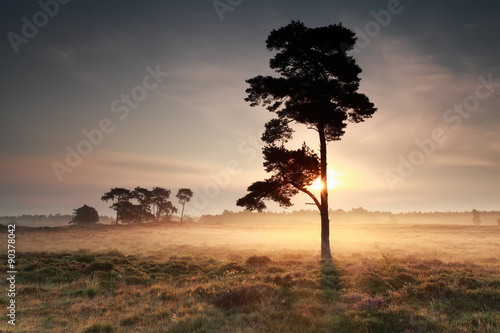 beautiful sunrise behind pine tree © Olha Rohulya