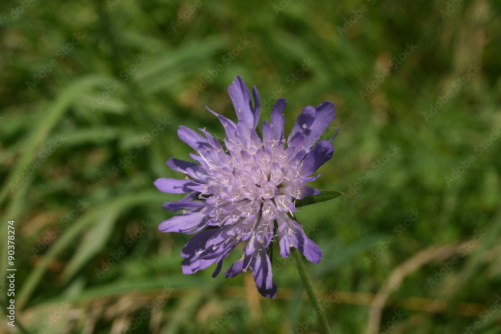 Single bloom of lilac coloured field scabious Single bloom of lilac coloured field scabious