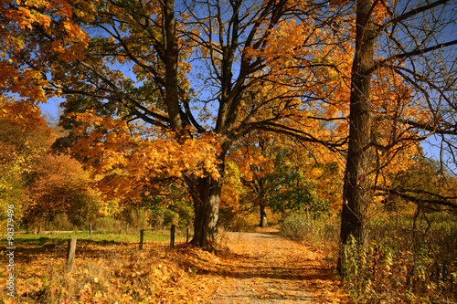 Fototapeta Naklejka Na Ścianę i Meble -  Autumn sunny forest