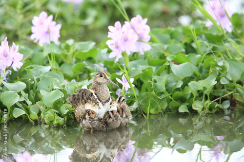 Fotografie Greater painted snipe (Rostratula benghalensis) in Japan