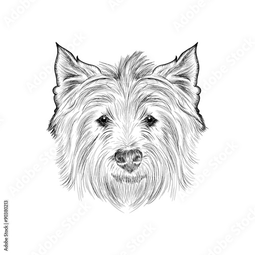 Sketch west highland white terrier. Hand drawn illustration.