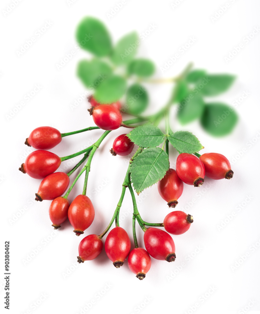 bunch of rosehips with leaves bunch of rosehips with leaves