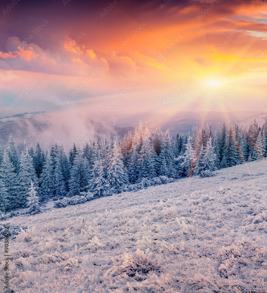 Colorful winter sunrise in the mountain forest
