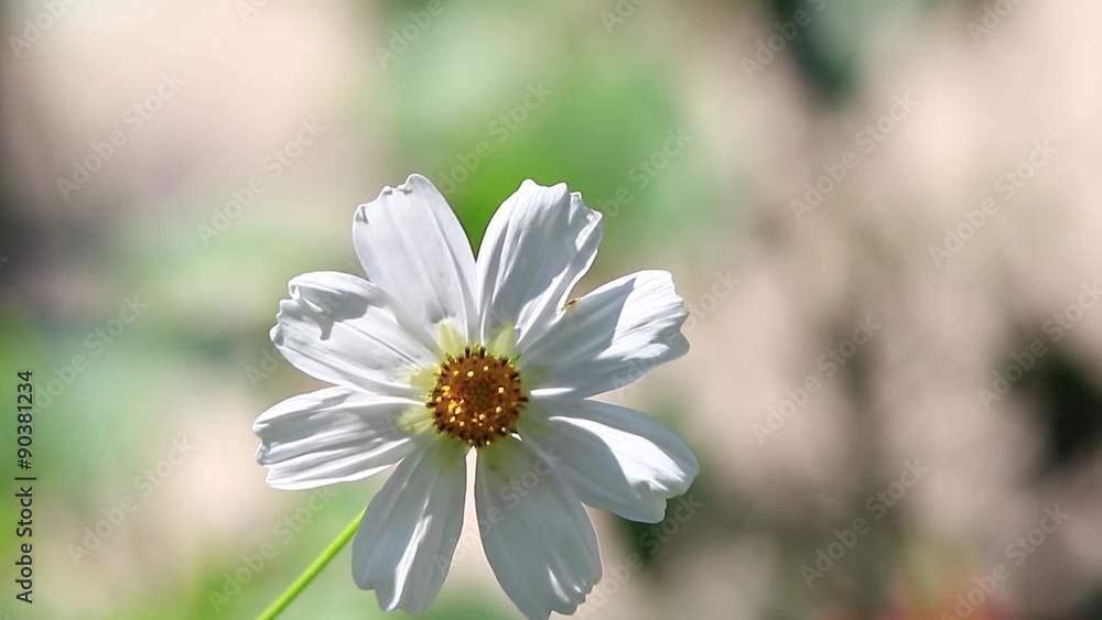 Beautiful flower on a green background Beautiful flower on a green background