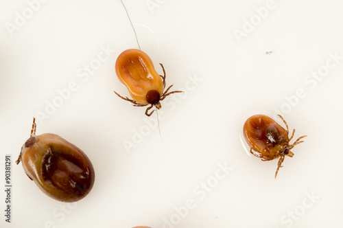 white background Ticks photo