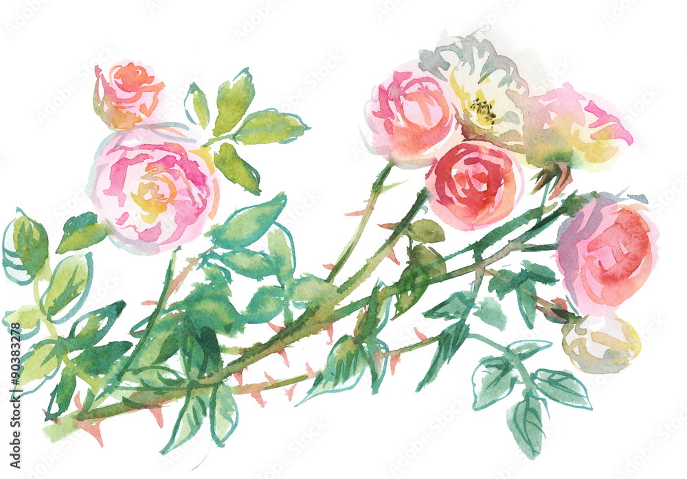 branch of pale pink roses, watercolor sketch, drawing on paper