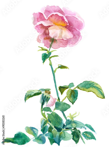 single pink rose, watercolor, drawing on paper