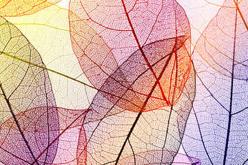 Papier peint photo Nervures de feuilles Multicolor decorative skeleton leaves  © Africa Studio