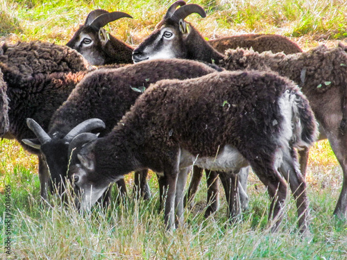 Soay Schafe auf der Weide photo