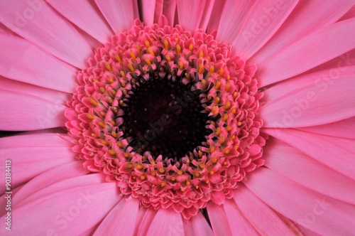 Gerbera rose