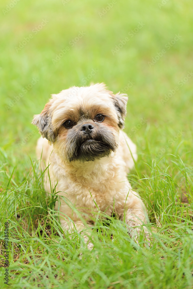 Cute little Bichon Frise in the green Cute little Bichon Frise in the green