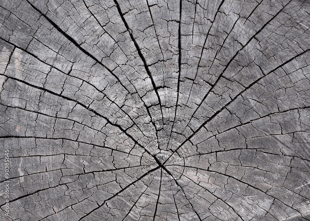 Fototapeta premium Timber crack, for background design or texture