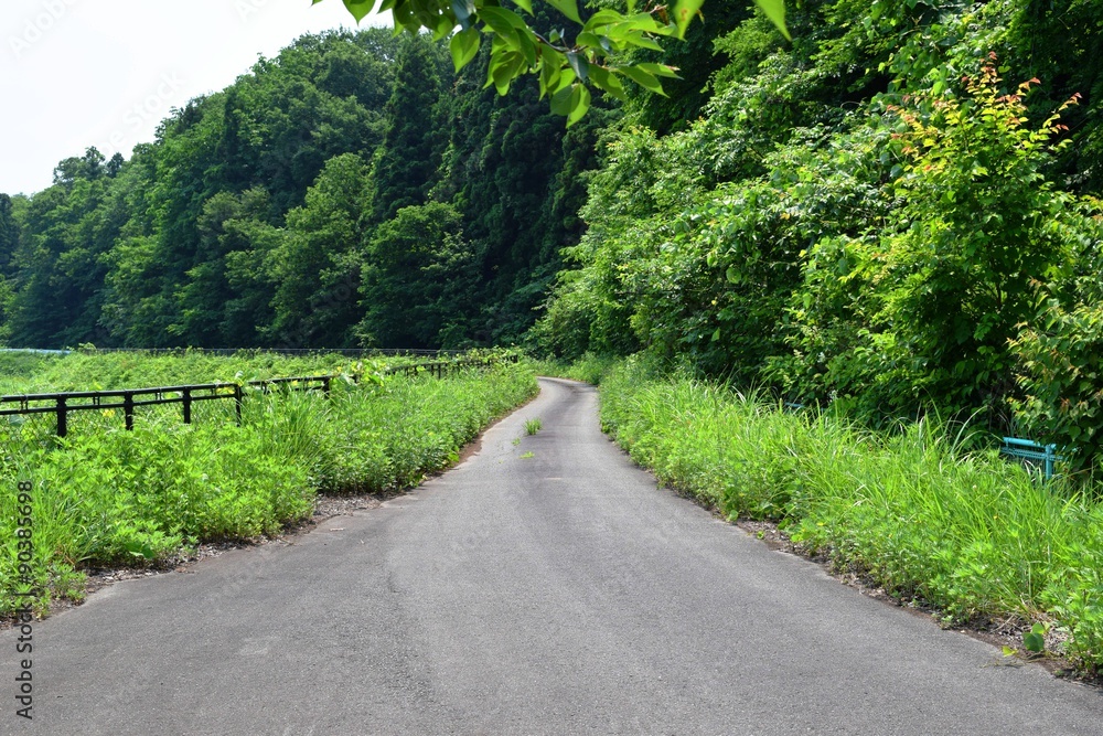 初夏の山岳道路／山形県庄内地方の山岳道路を撮影した写真です。