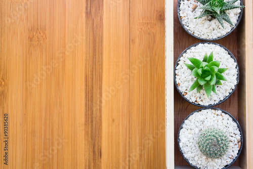 Still Life Natural Three Cactus Plants on Vintage Wood Background Texture