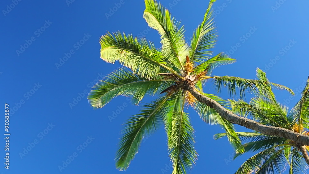 Palm Trees on a Beautiful Blue Sky Sunny Background. Smooth Pan Left to Right Motion. Palm Trees on a Beautiful Blue Sky Sunny Background. Smooth Pan Left to Right Motion.