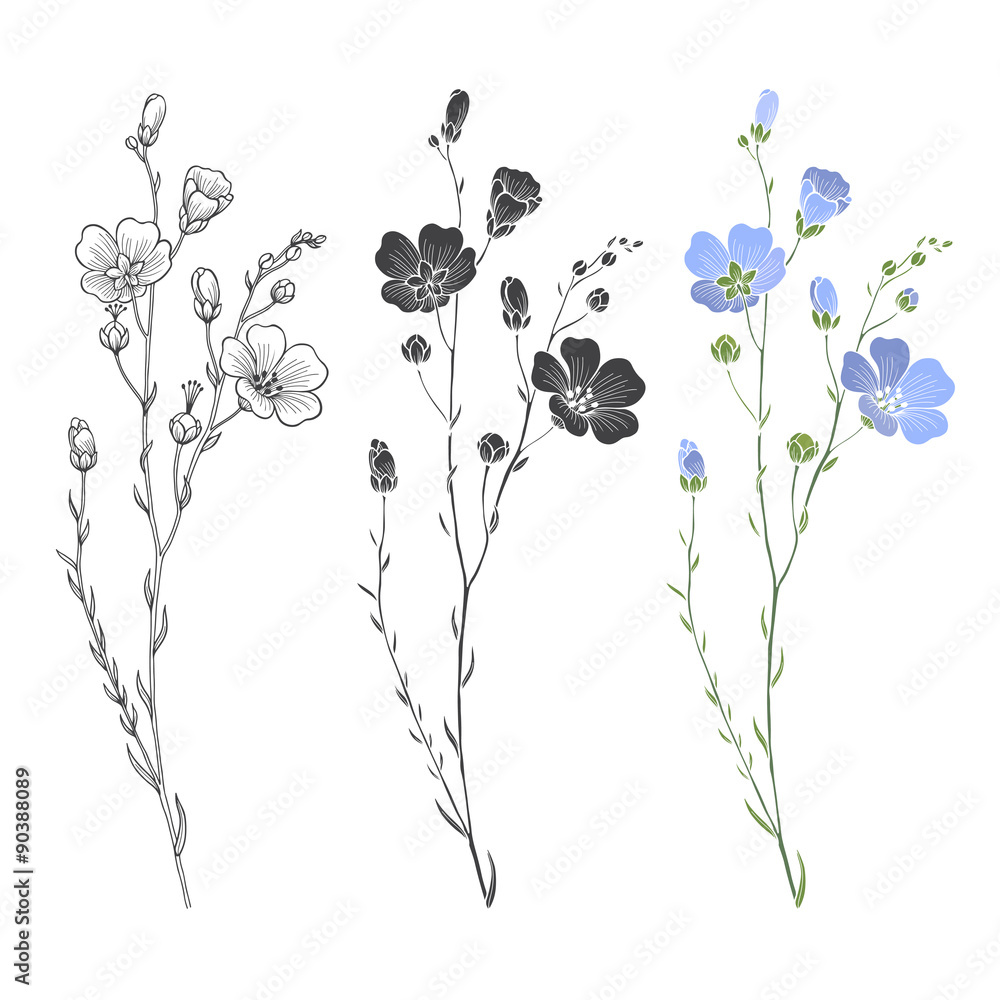  Flax plant with flowers and buds. Vector set.  - obrazy, fototapety, plakaty 