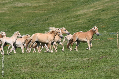 Cavallo di razza Avelignese photo