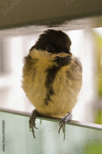 Goldcrest youngling sitting on balcony railing.