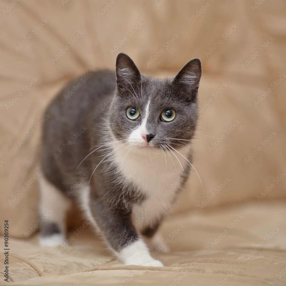 Smoky-gray with white a domestic cat.