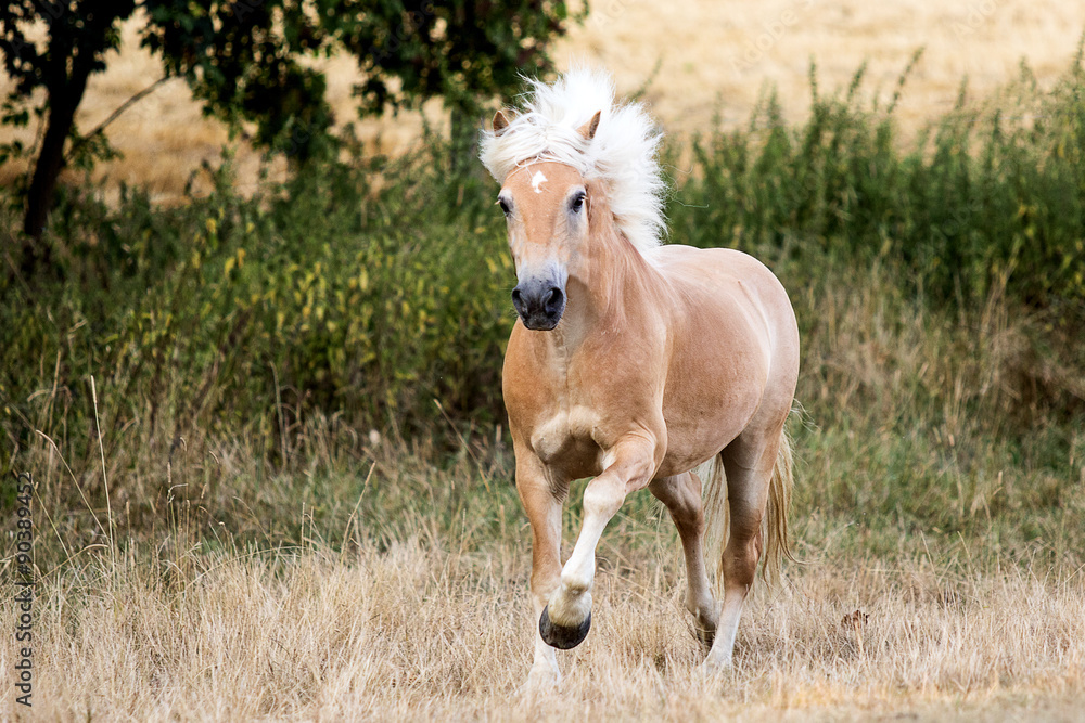 Ein Haflinger steht auf frontal der Koppel Ein Haflinger steht auf frontal der Koppel