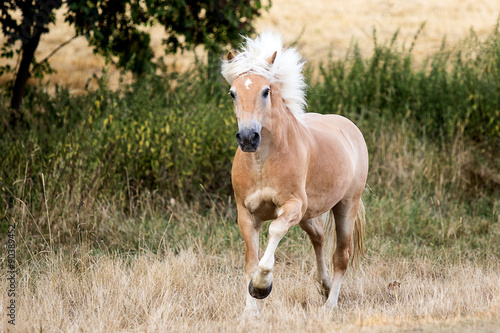 Ein Haflinger steht auf frontal der Koppel © KK-Fotografie