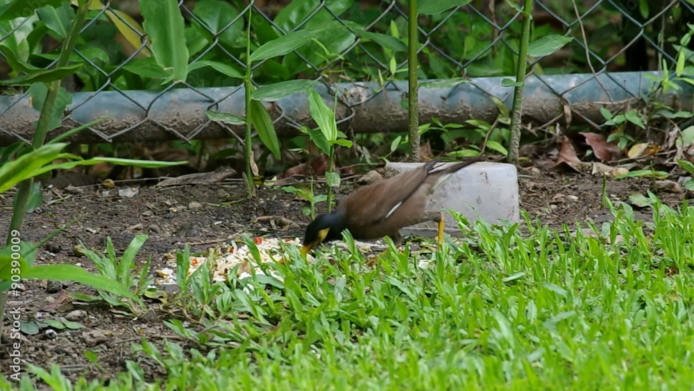 common myna bird is waking to the food and eating on the floor common myna bird is waking to the food and eating on the floor