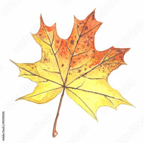 Autumn maple leaf