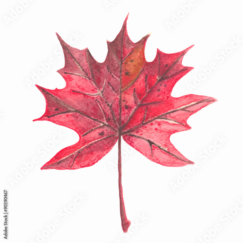Autumn maple leaf