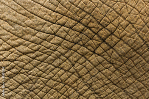 Image of elephant skin background.