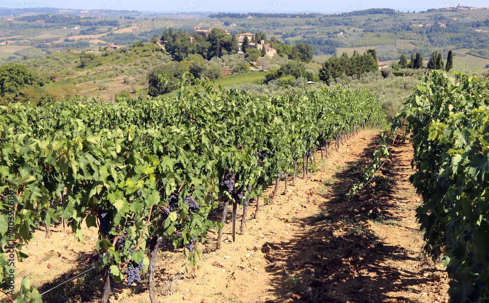 row of vines with grapes in the countryside in late summer