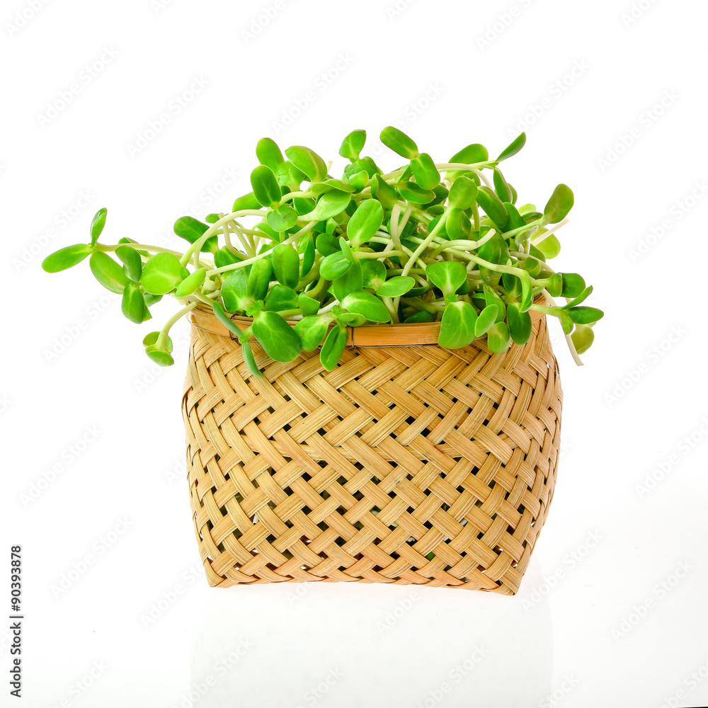 Naklejka premium green young sunflower seedlings in plastic bag