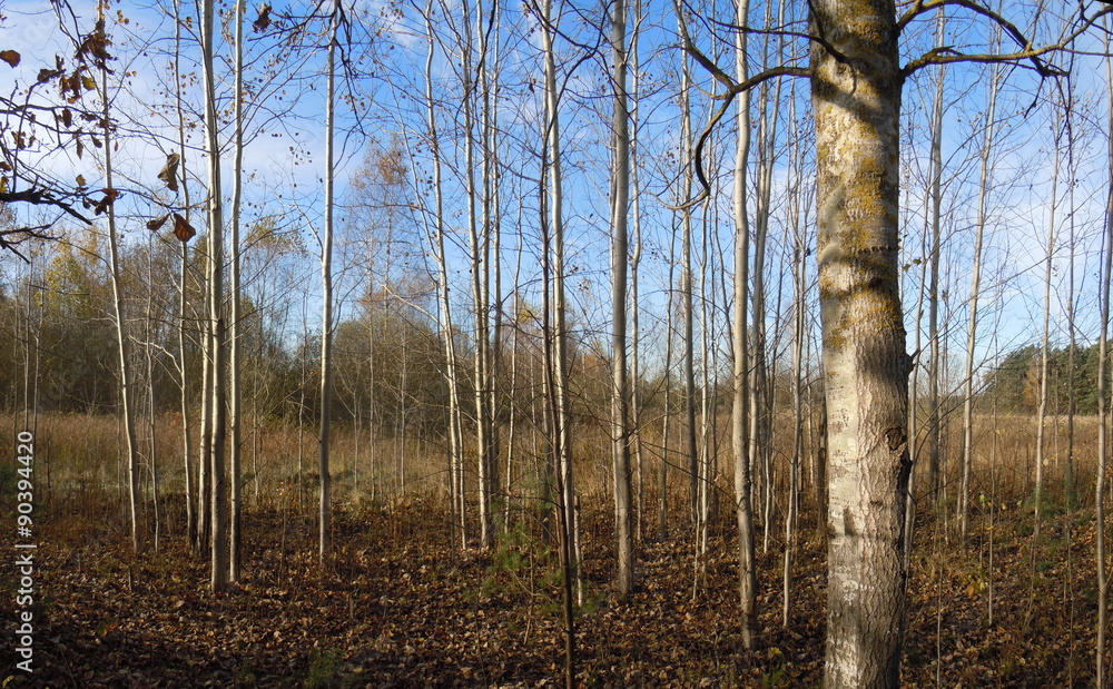 Fototapeta premium Panoramic autumn landscape with tree trunks
