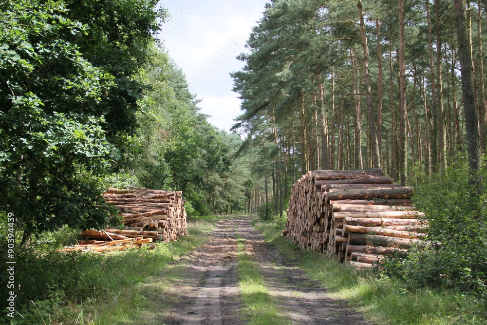 Abholzung im Wald