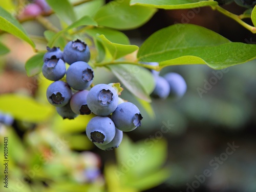 Blueberry plant