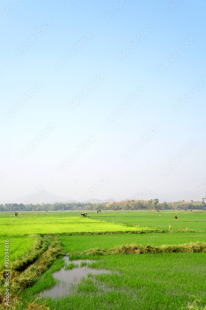 Paddy rice field background
