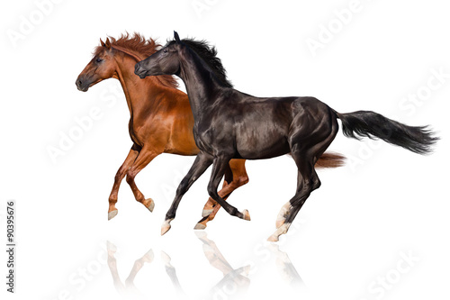 Two horse run gallop isolated on white