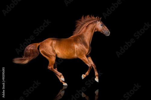 Handsome red horse run gallop on black background