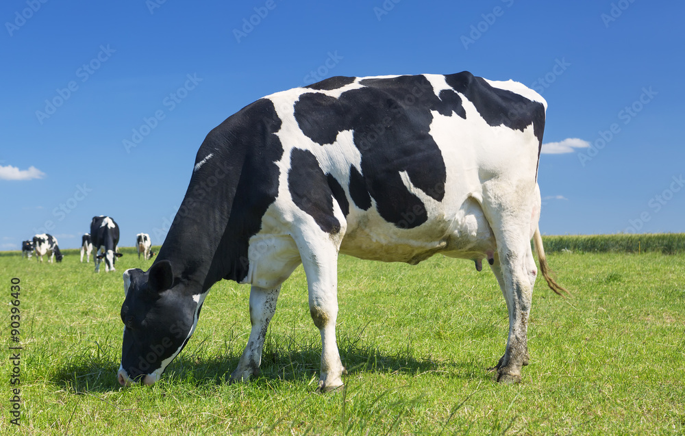 Cow grazing on a green meadow