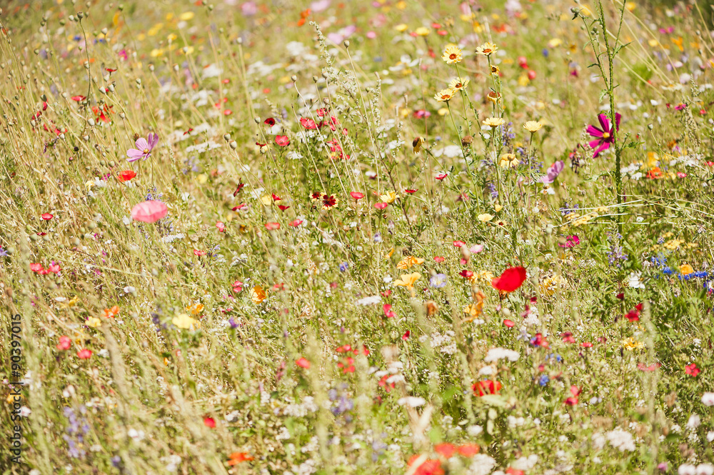 Eine bunte Blumenwiese im Sommer