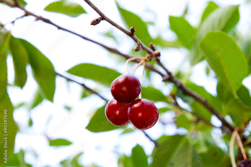 Sweet and juicy fresh cherries on a tree. Sweet and juicy fresh cherries on a tree.