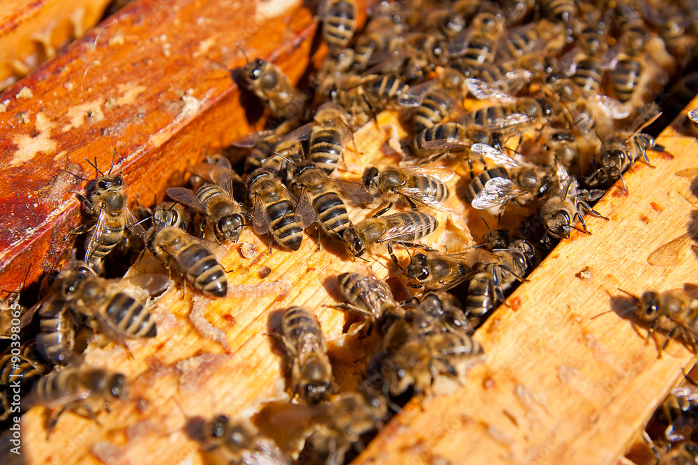 Close up view of the bees swarming on a honeycomb.
