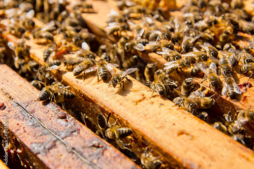 Close up view of the bees swarming on a honeycomb.