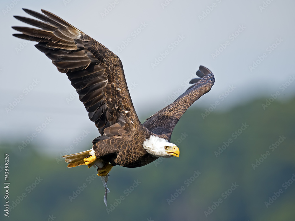 Obraz premium American Bald Eagle in Flight with Fish